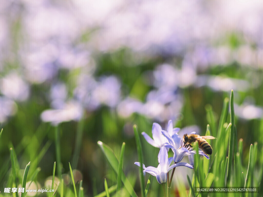 蜜蜂