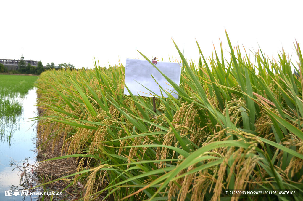 水稻图