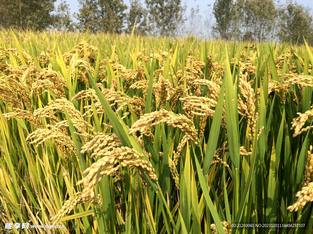 水稻图