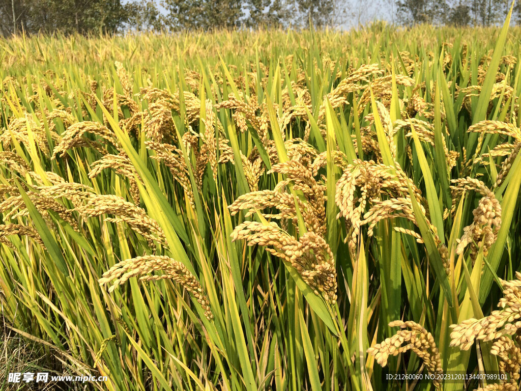 水稻图