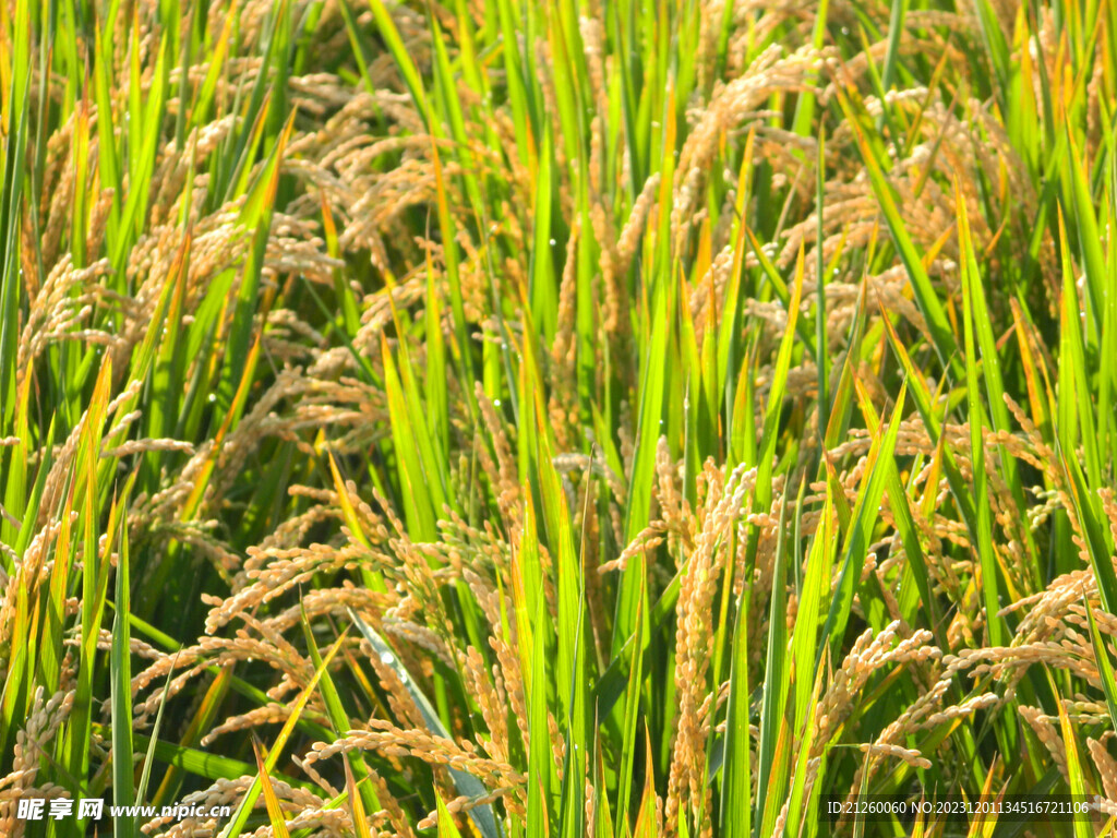 水稻图