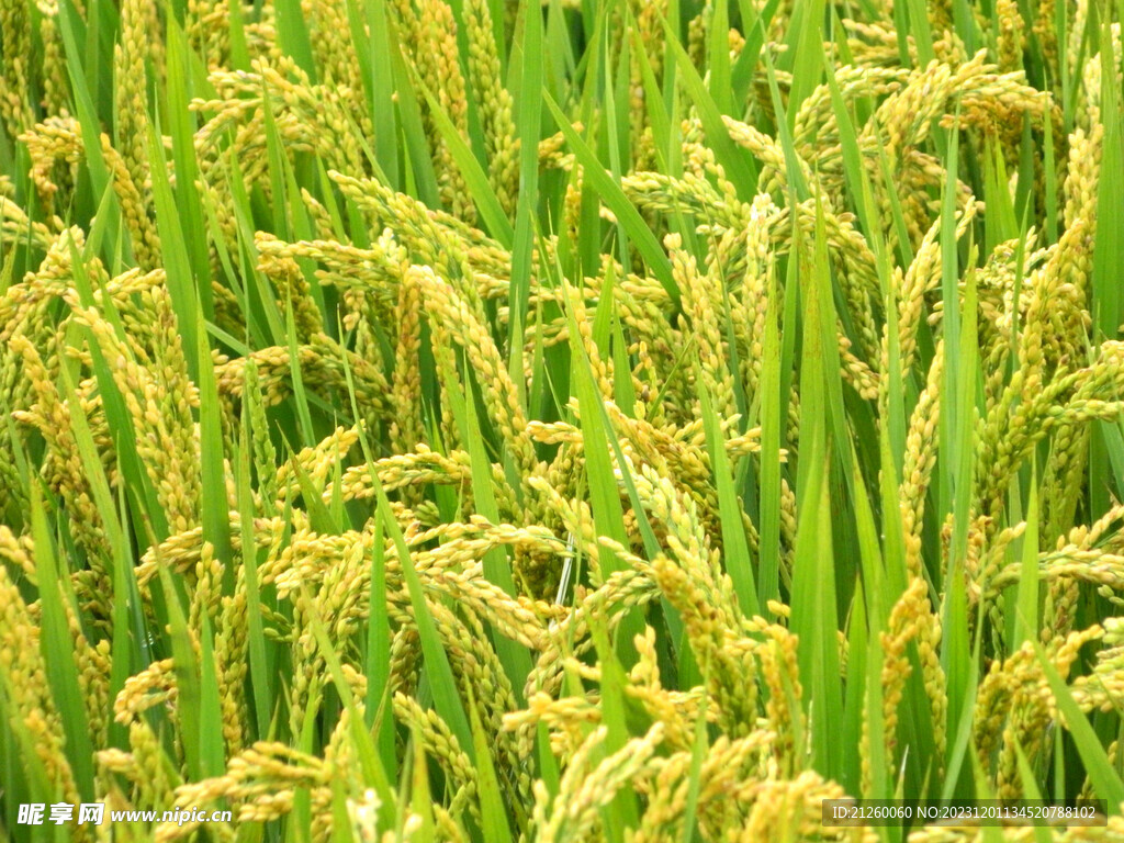 水稻图
