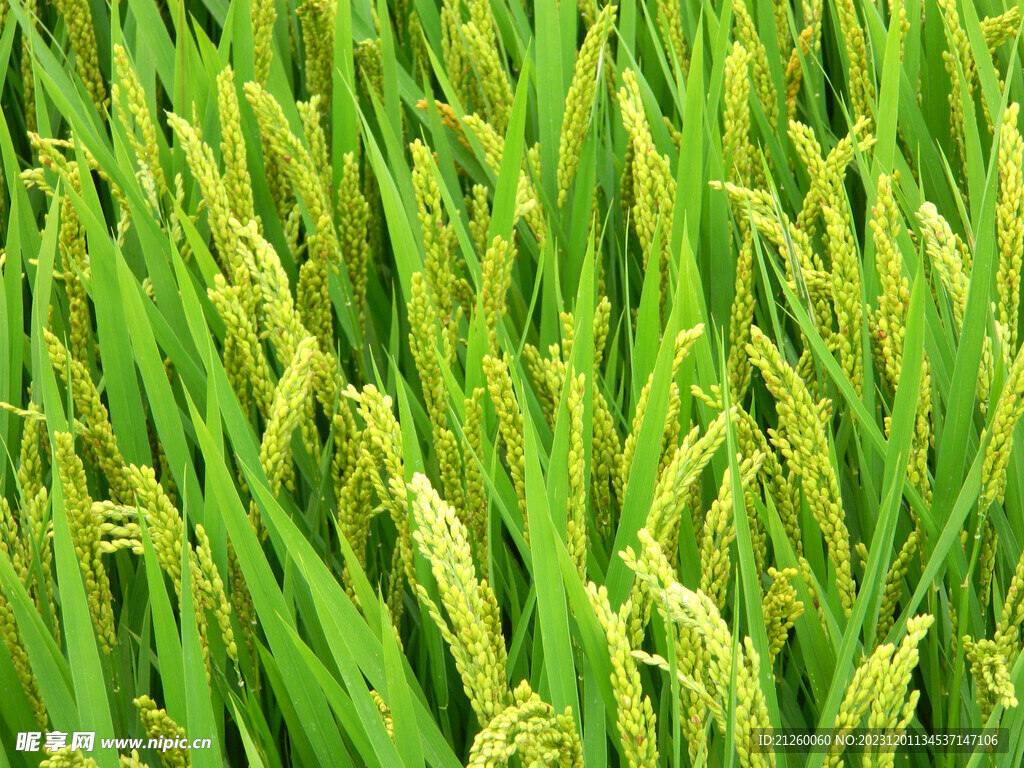 水稻图