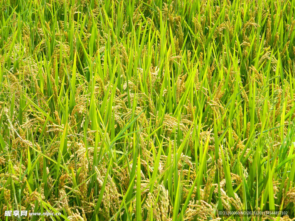 水稻图
