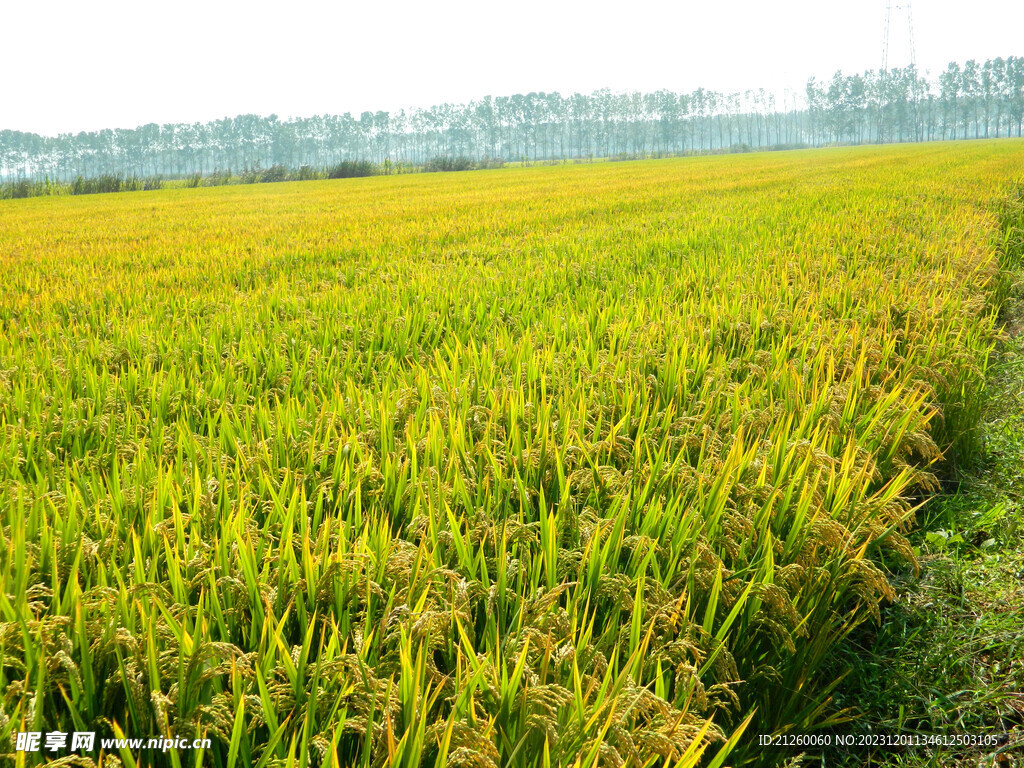 水稻图