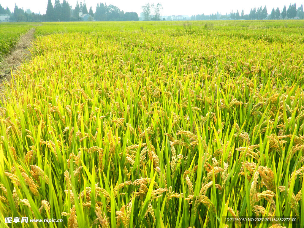 水稻图