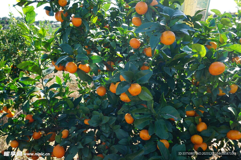 砂糖橘果树
