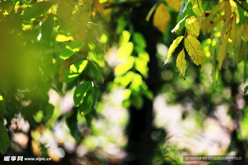 光影绿叶背景