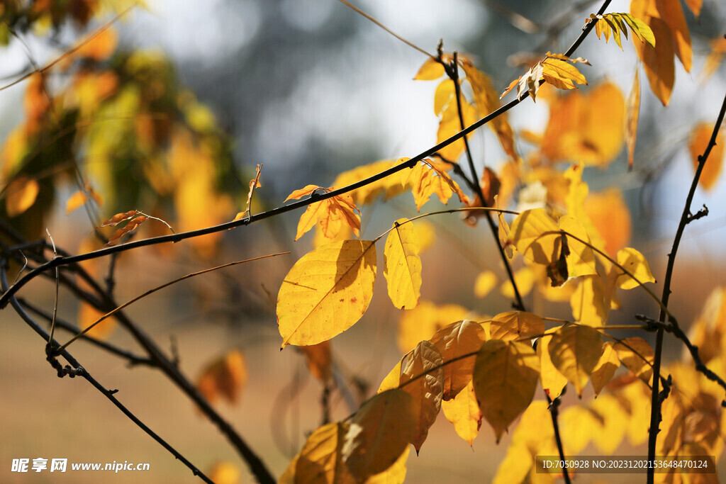 黄色树叶背景