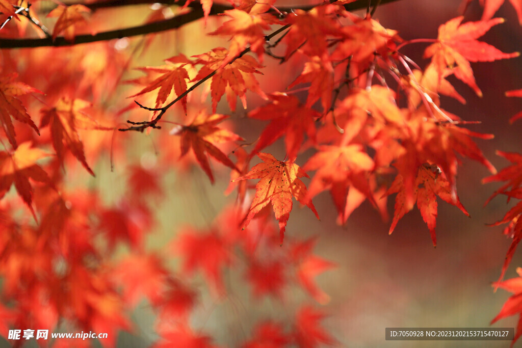 枫叶背景