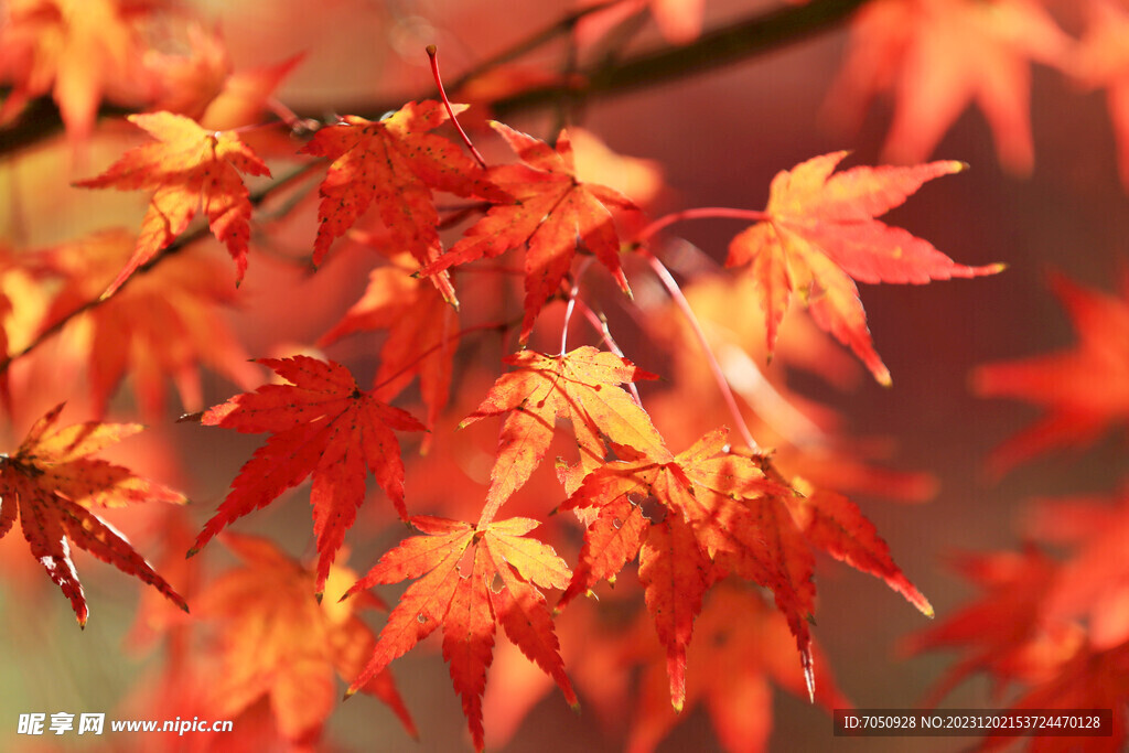 枫叶背景特写
