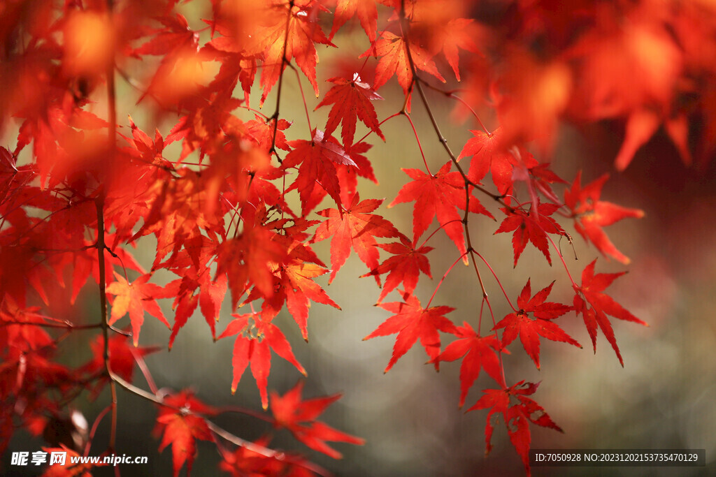 红枫叶特写