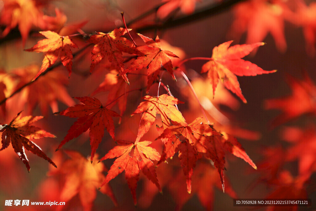 红枫叶特写