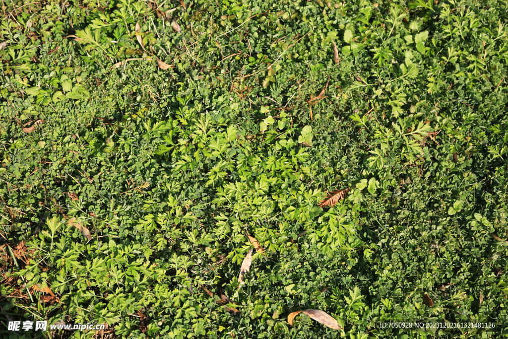 绿草背景