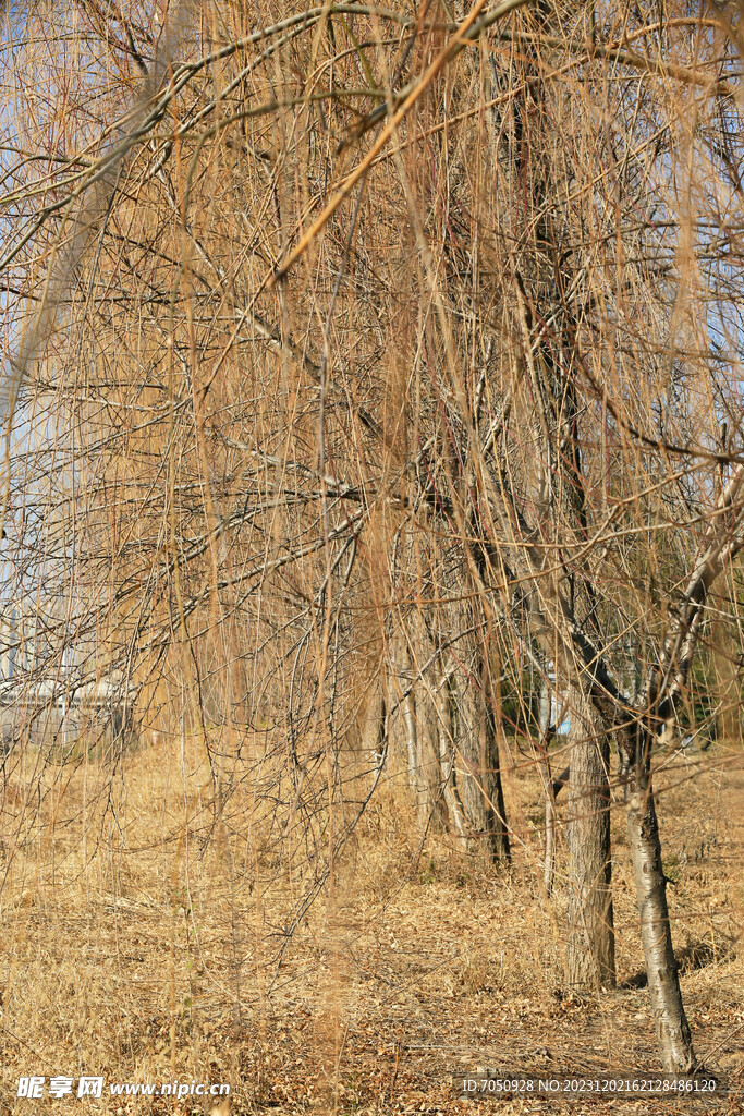 秋天的垂柳特写