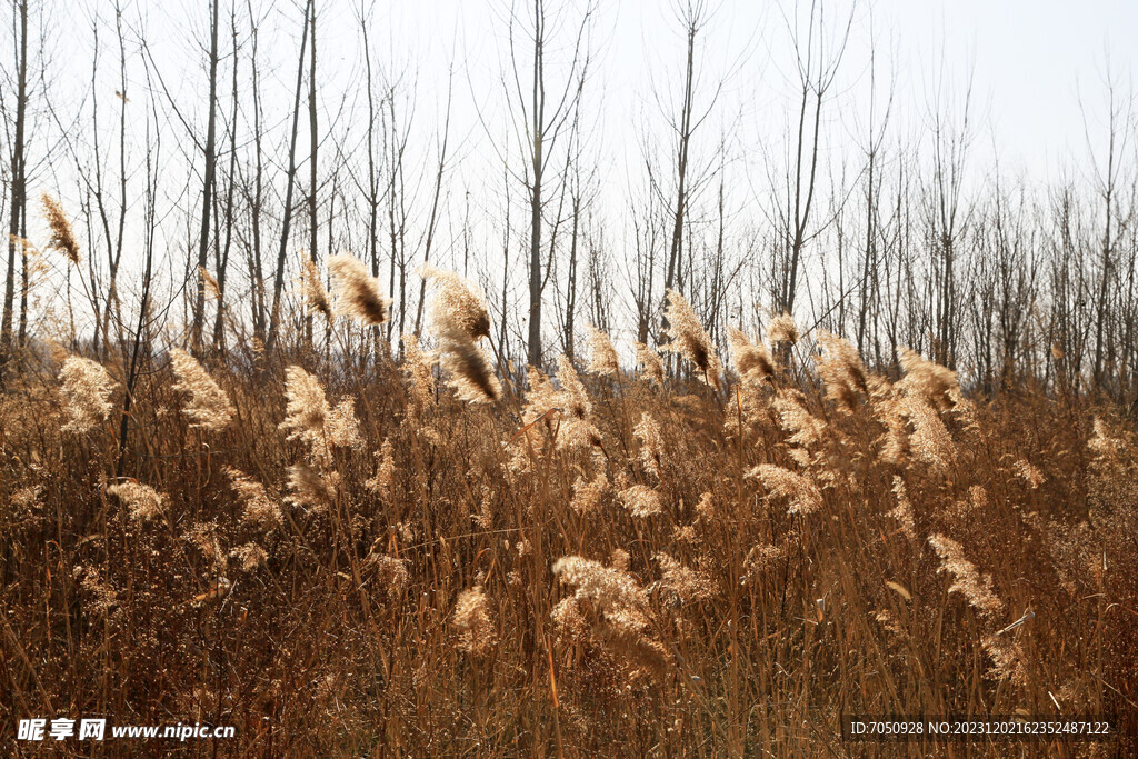 冬日的芦苇花