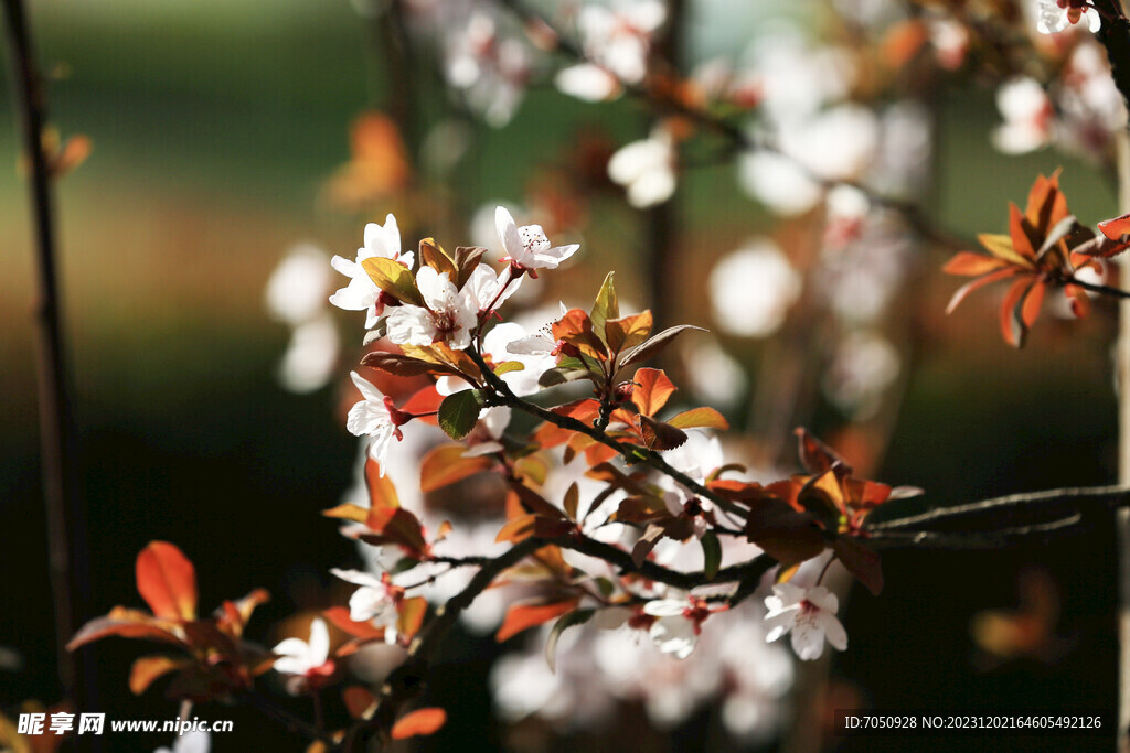 红叶李花朵特写