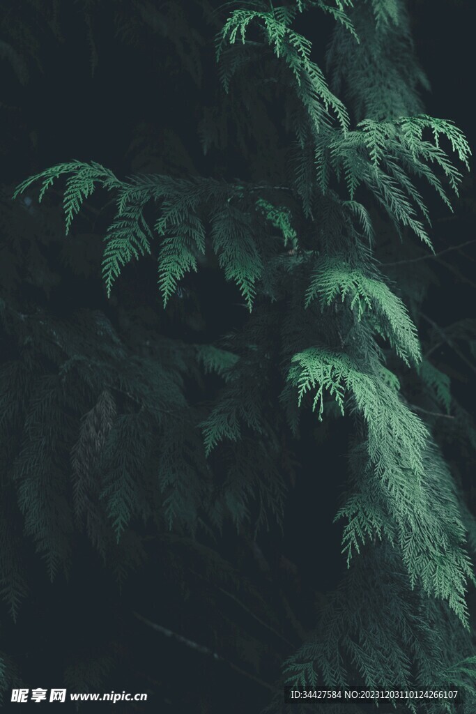 侧柏树枝