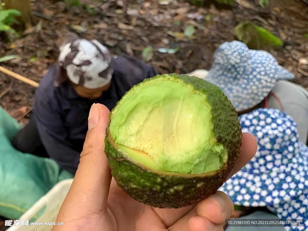 牛油果