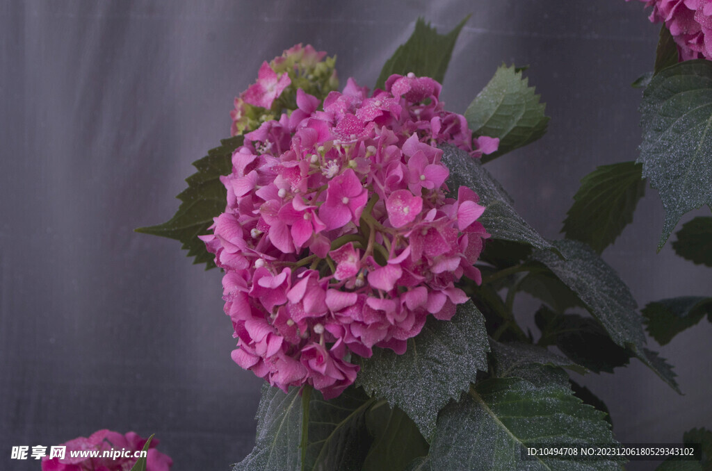 龙船花