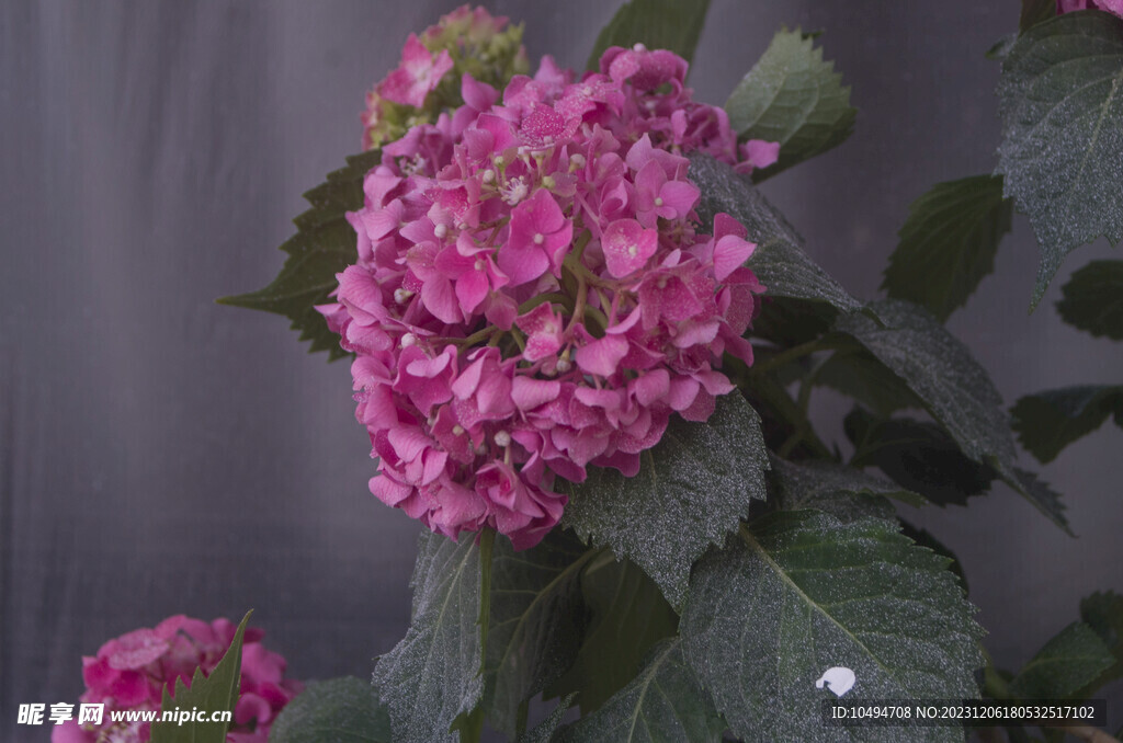 绣球花