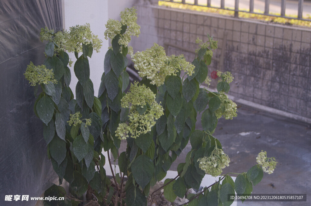 绣球花
