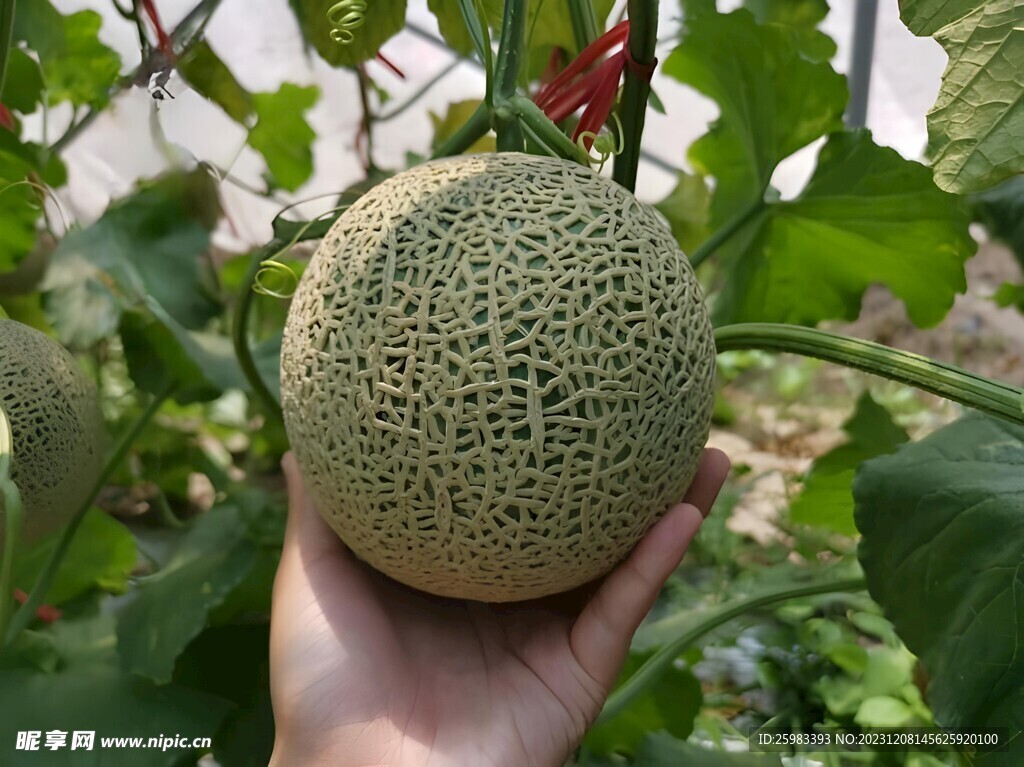 哈密瓜