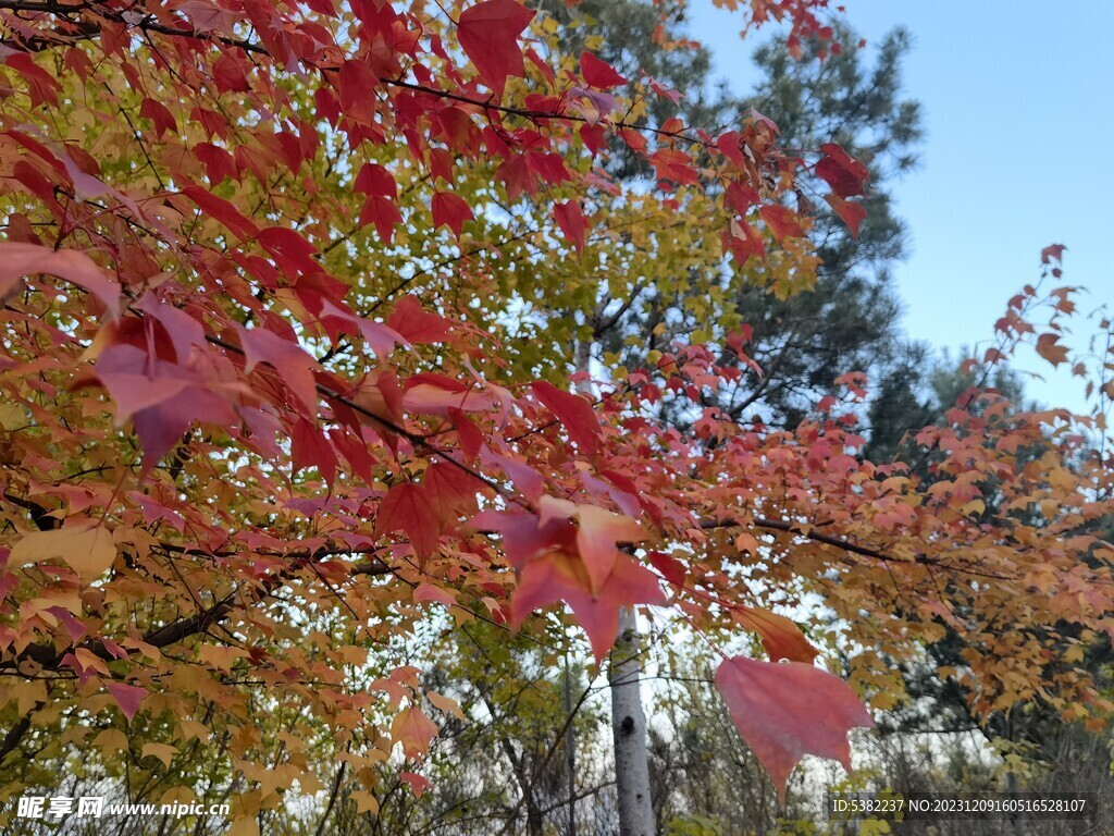 秋天红叶