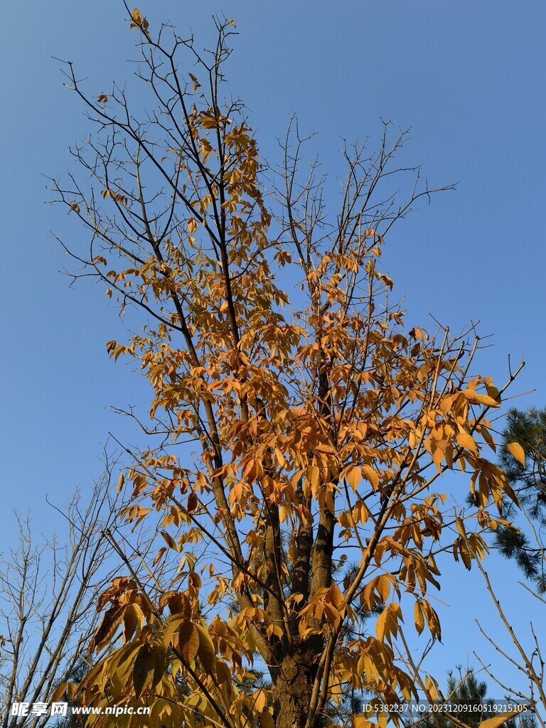 秋天树叶