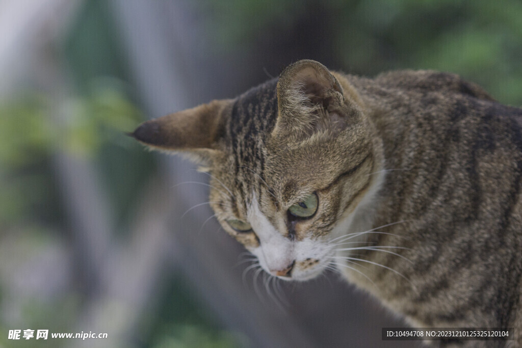 中华狸花猫