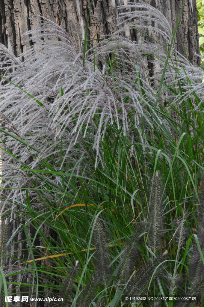 芒草风景 