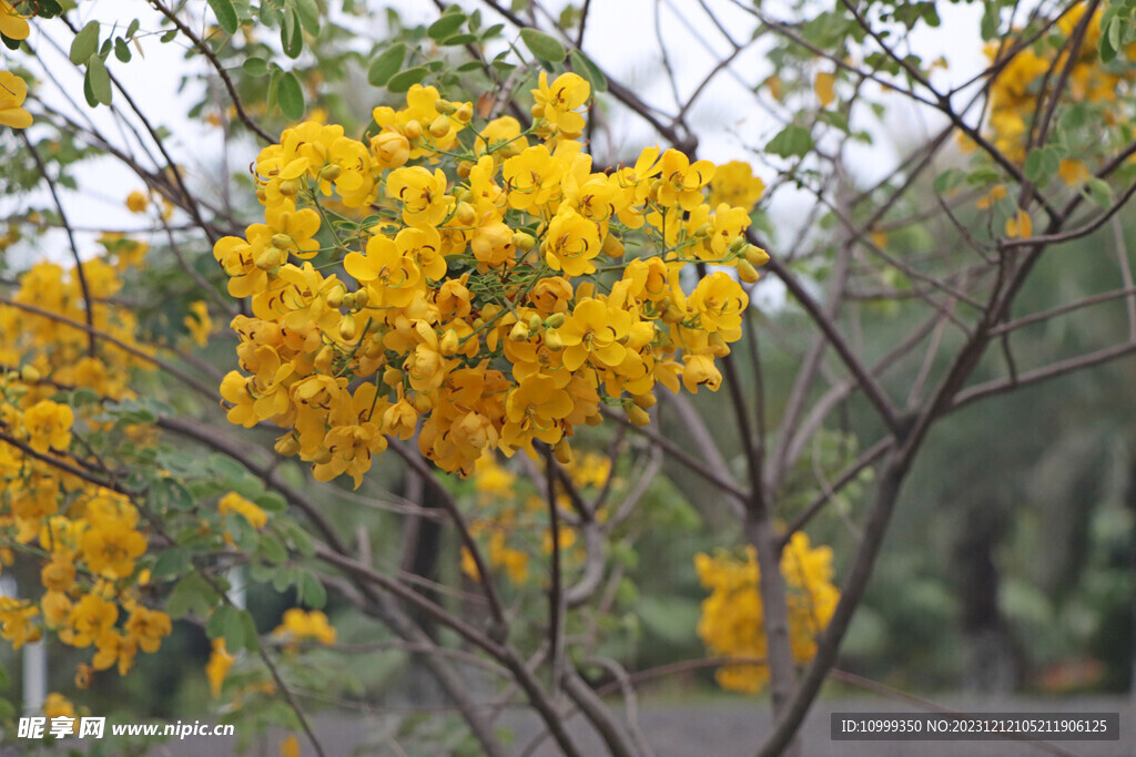 黄槐决明花