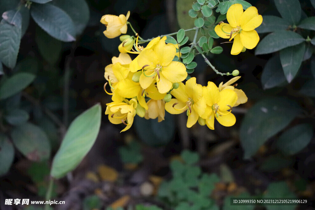 黄槐决明花