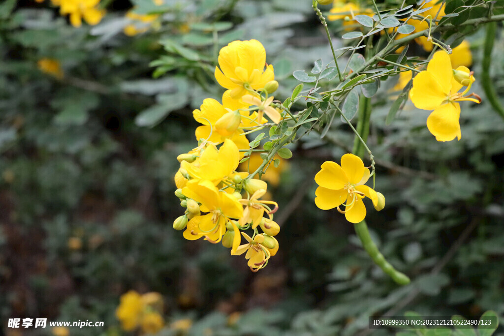 黄槐决明花