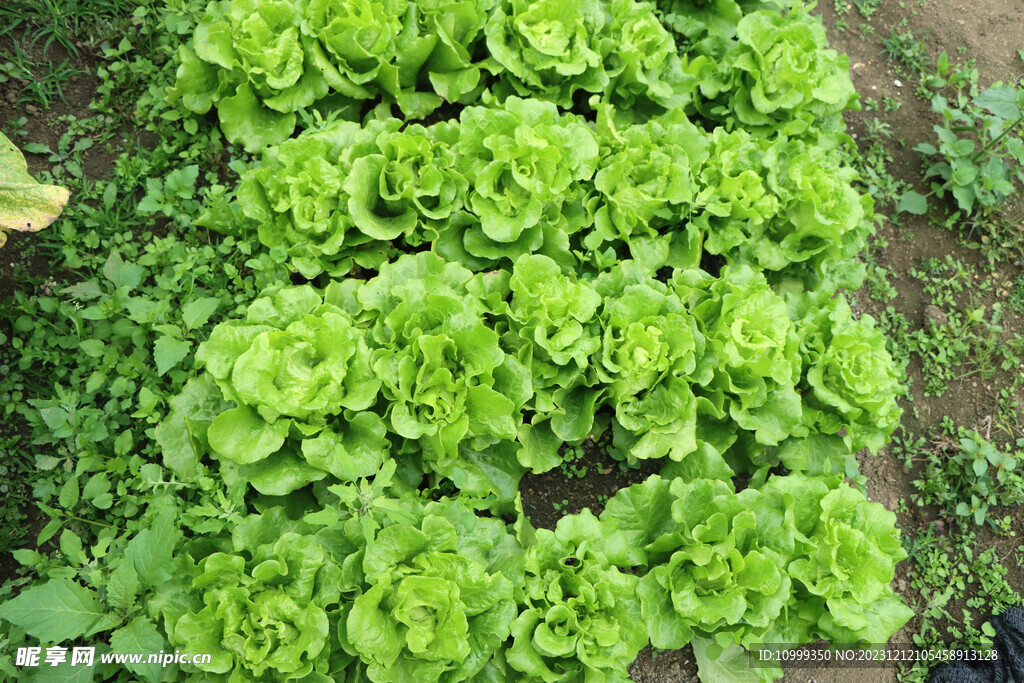 生菜种植