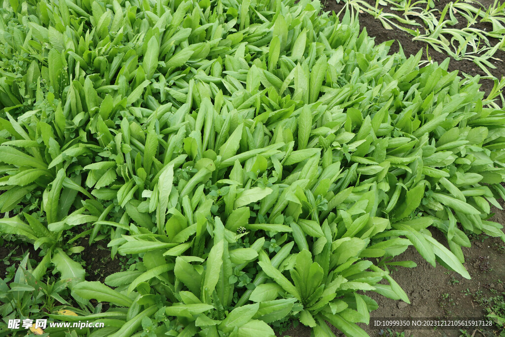 油麦菜