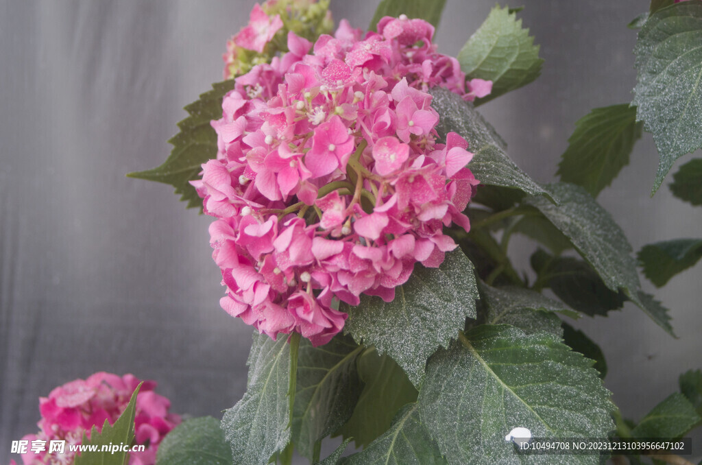 绣球花