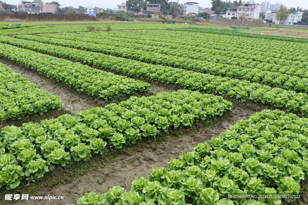生菜种植