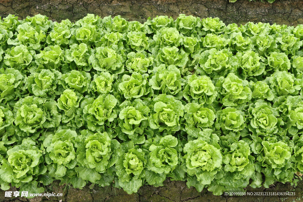 生菜种植