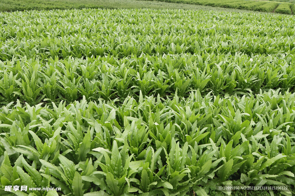 油麦菜种植