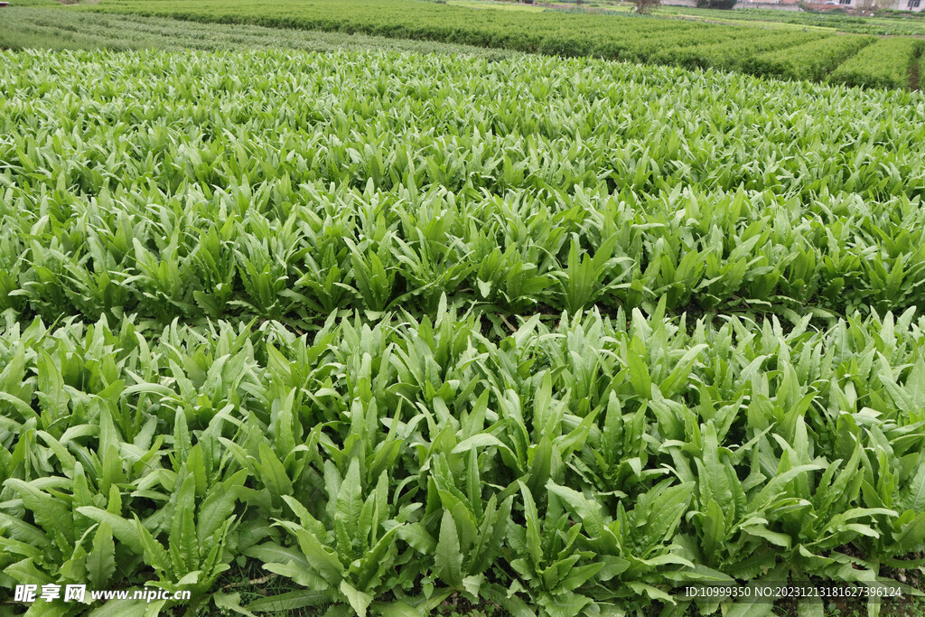 油麦菜种植