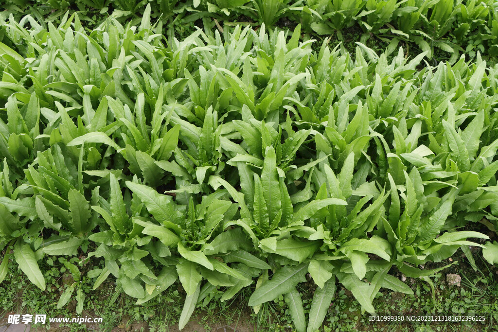 油麦菜种植