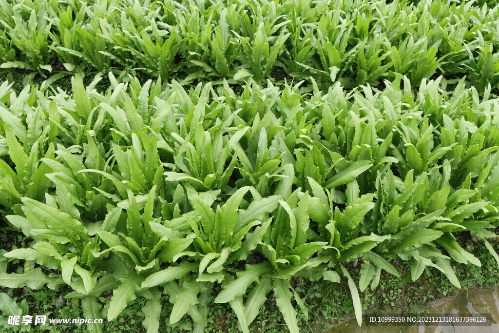 油麦菜种植