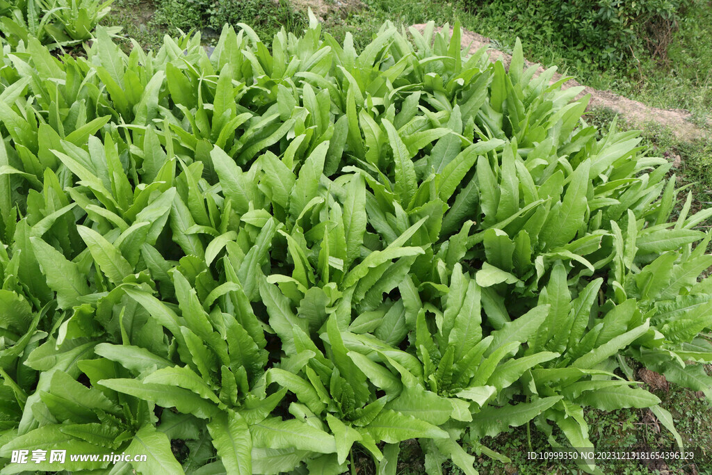 油麦菜