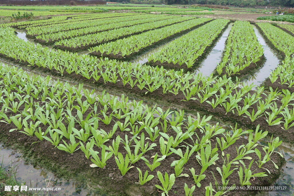 油麦菜种植