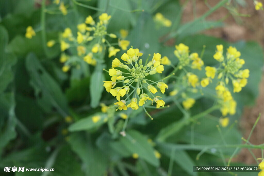 黄菜花