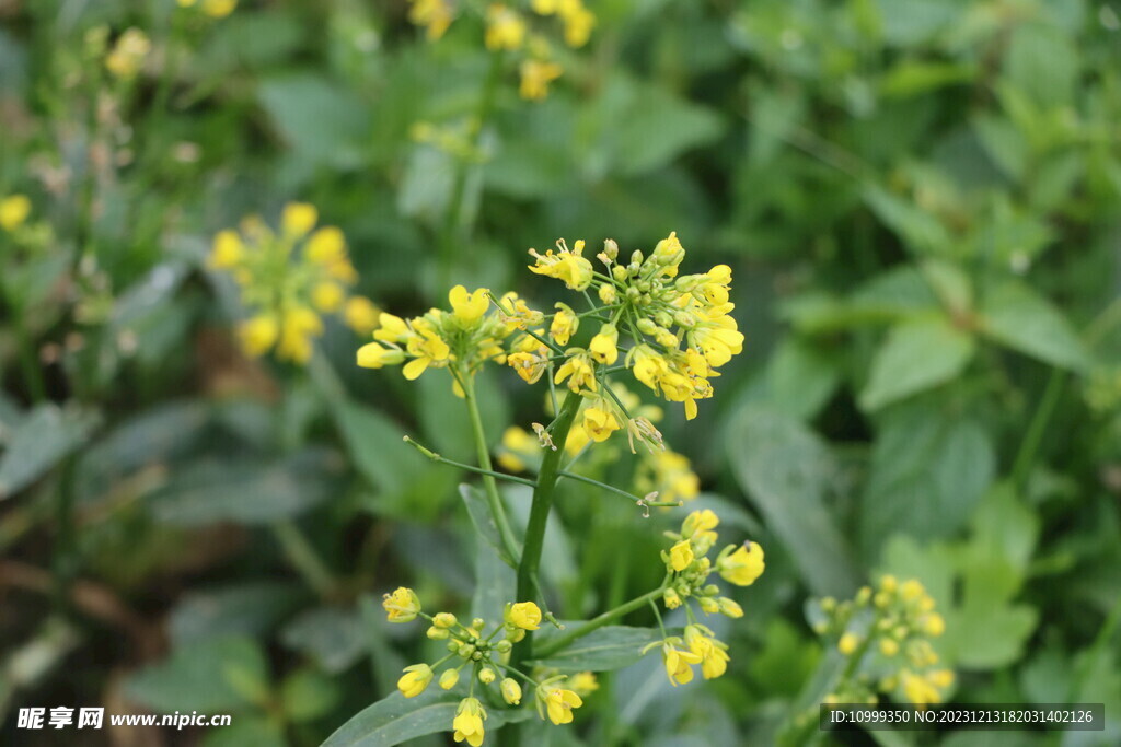 黄菜花