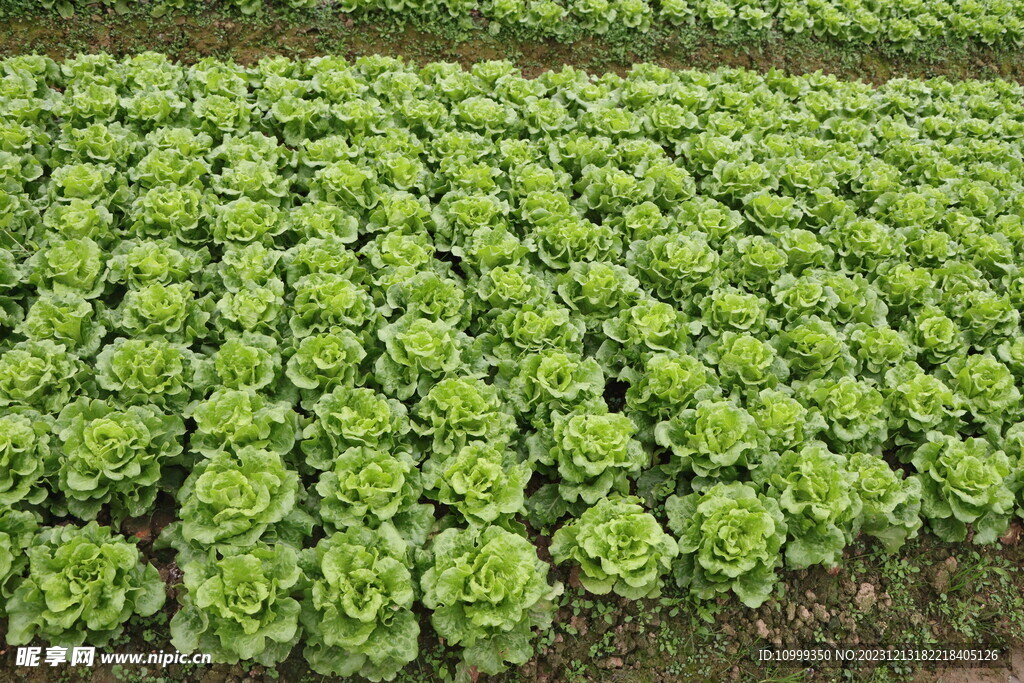 生菜种植