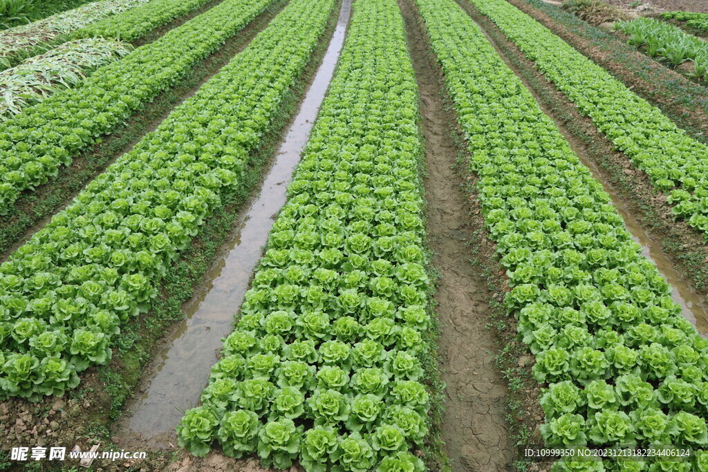 生菜种植