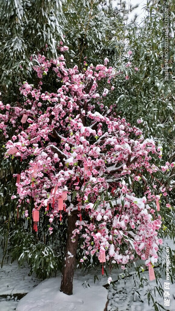 冬季雪花祈福粉色樱花树